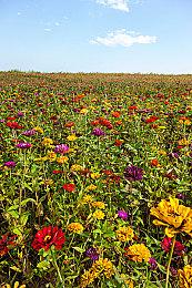 开发《细胞分裂：重制版》 育碧多伦多正在招人 职位空缺多达63个